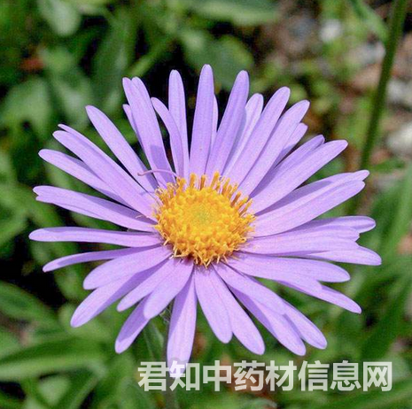 <a href='http://www.zycbaike.com/zhongyaobaodian/ziyuan_gongxiaoyuzuoyong_766.html' target='_blank'><u>紫苑</u></a>