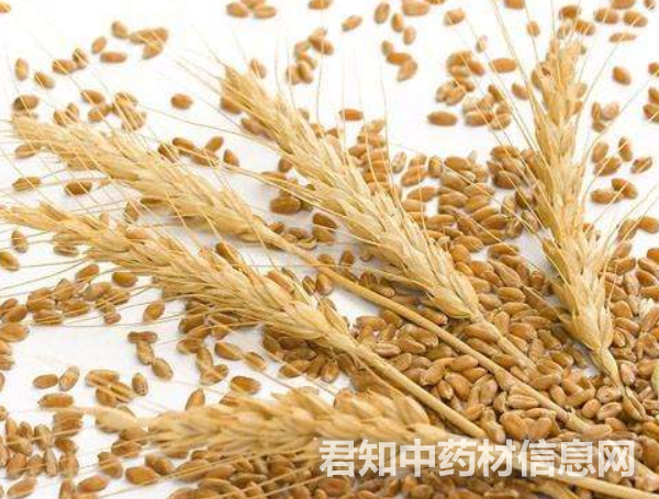 <a href='http://www.zycbaike.com/zhongyaobaodian/fuxiaomai_gongxiaoyuzuoyong_654.html' target='_blank'><u>浮小麦</u></a>