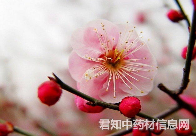 <a href='http://www.zycbaike.com/zhongyaobaodian/meihua_gongxiaoyuzuoyong_460.html' target='_blank'><u>梅花</u></a>