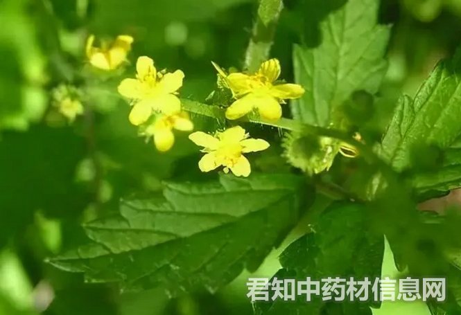 <a href='http://www.zycbaike.com/zhongyaobaodian/hecaoya_gongxiaoyuzuoyong_418.html' target='_blank'><u>鹤草芽</u></a>