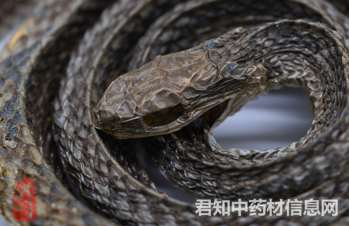 <a href='http://www.zycbaike.com/zhongyaobaodian/wushaoshe_gongxiaoyuzuoyong_403.html' target='_blank'><u>乌梢蛇</u></a>